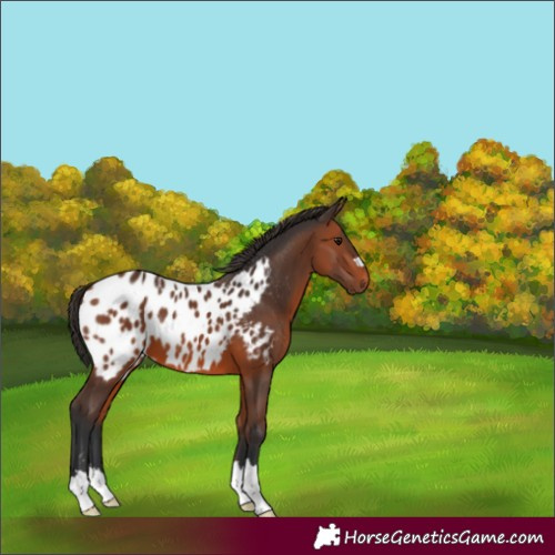 Horse Color:Bay Appaloosa