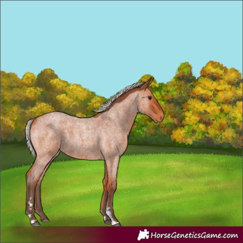 Horse Color:Silver Bay Roan 