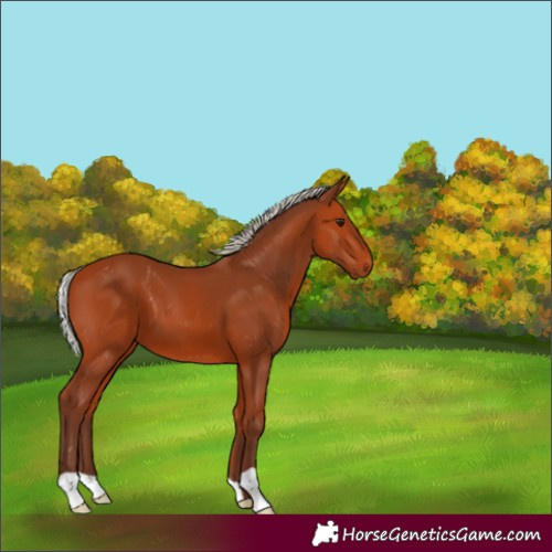 Horse Color:Silver Bay