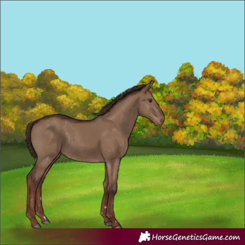 Horse Color:Liver Red Dun Rabicano