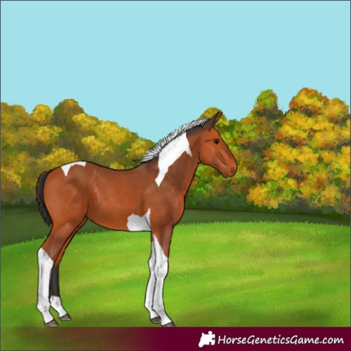 Horse Color:Bay Tobiano 