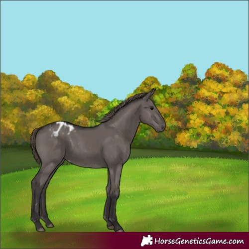 Horse Color:Smoky Grullo Appaloosa Rabicano