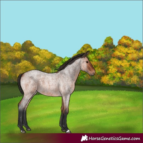 Horse Color:Bay Roan 