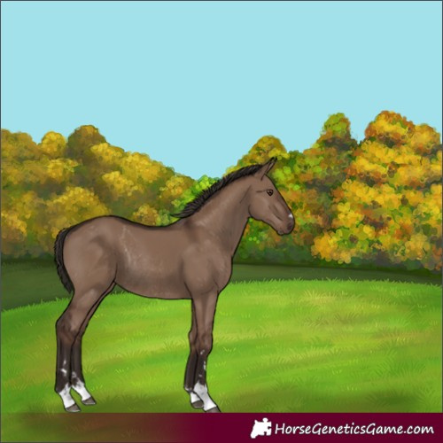 Horse Color:Liver Red Dun Rabicano 