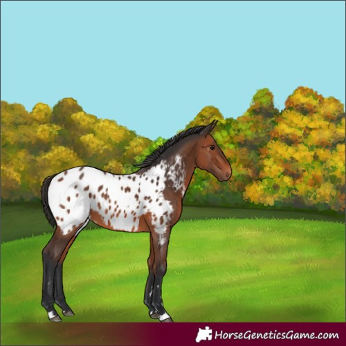Horse Color:Bay Near Leopard