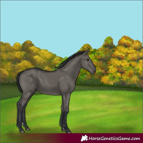 Horse Color:Grullo Rabicano 