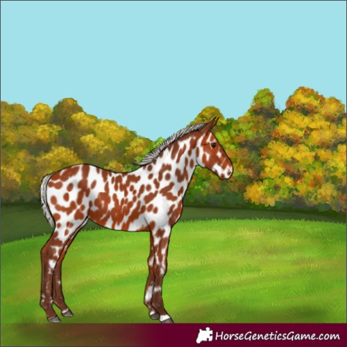 Horse Color:Silver Bay Appaloosa 