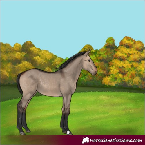 Horse Color:Bay Dun Rabicano 