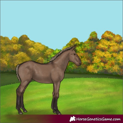 Horse Color:Liver Red Dun Rabicano 
