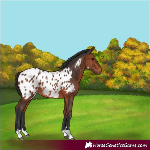 Horse Color:Bay Appaloosa 