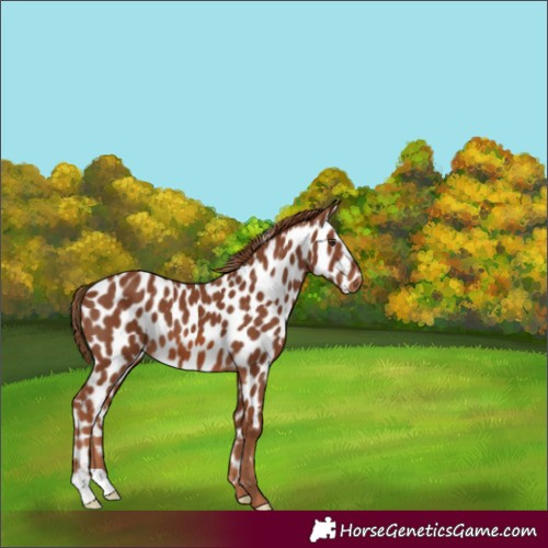 Horse Color:Chestnut Appaloosa