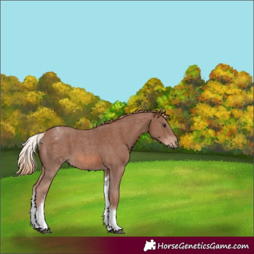 Horse Color:Unknown 
