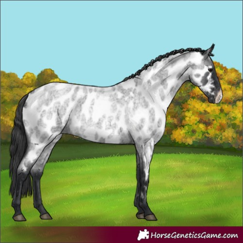Horse Color:Blue Roan Frame Appaloosa