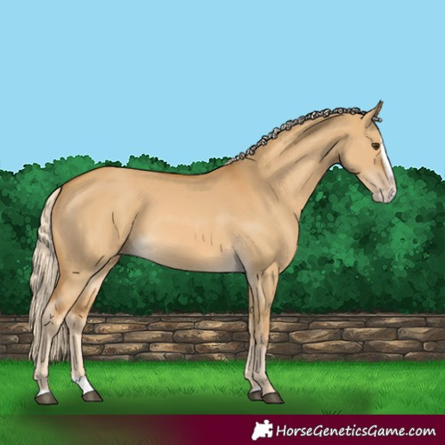 Horse Color:Palomino Dun Splash 