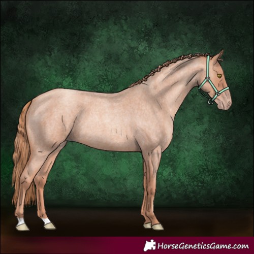 Horse Color:Gold Champagne Roan 