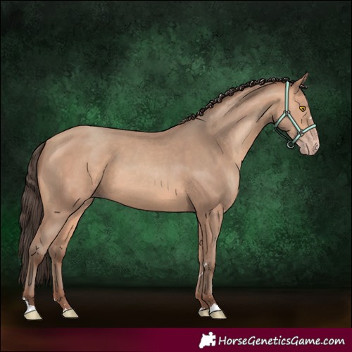 Horse Color:Amber Champagne 
