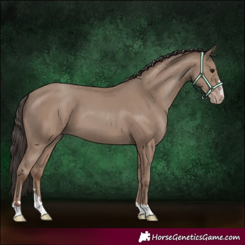 Horse Color:Classic Champagne 