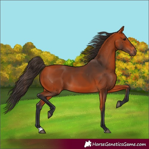 Horse Color:Bay 