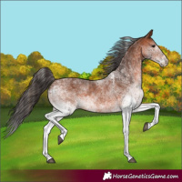 Horse Color:White Spotted Bay 