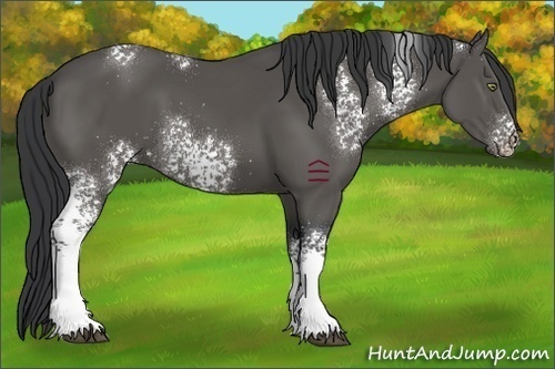 Horse Color:White Spotted Black