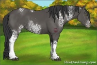 Horse Color:White Spotted Black 