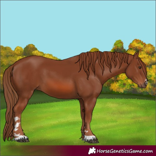 Horse Color:Chestnut 