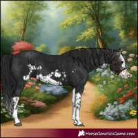 Horse Color:Black Splash Frame and Gray Black Splash Frame