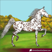Horse Color:Silver Brown Near Leopard 
