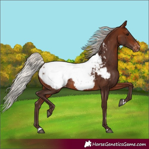 Horse Color:Silver Brown Appaloosa 