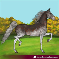 Horse Color:White Spotted Silver Brown Tobiano