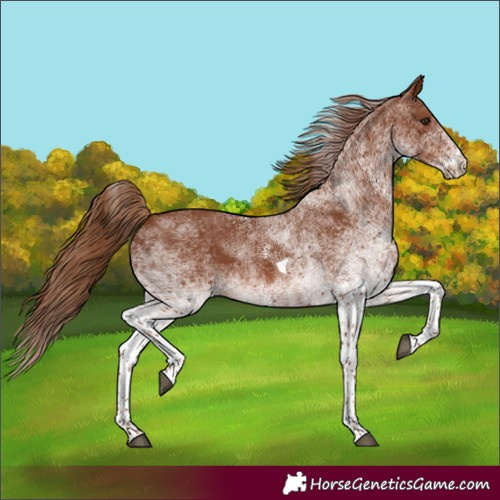 Horse Color:White Spotted Chestnut Tobiano 