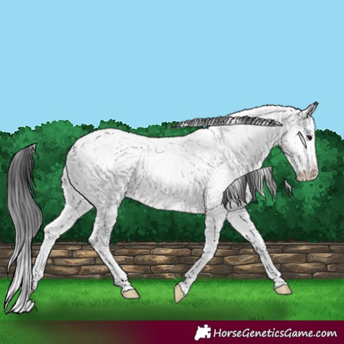 Horse Color:Powder White Brown Appaloosa 