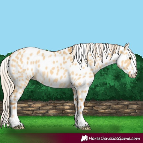 Horse Color:Palomino Dun Appaloosa