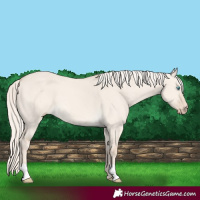 Horse Color:Cremello Dun 