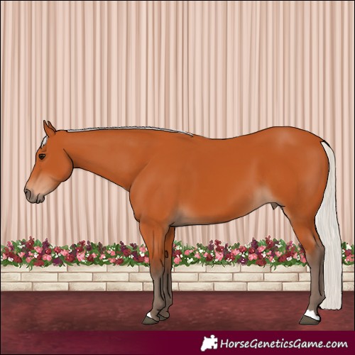Horse Color:Silver Bay 