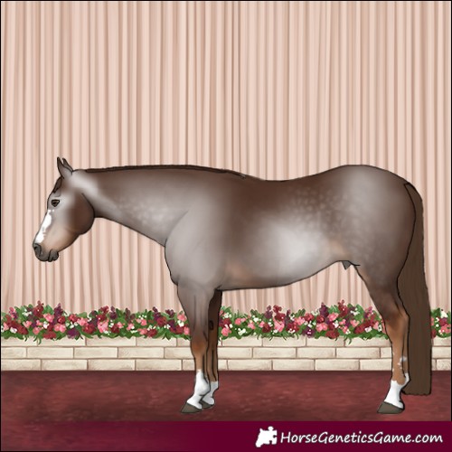 Horse Color:Gray Chestnut 