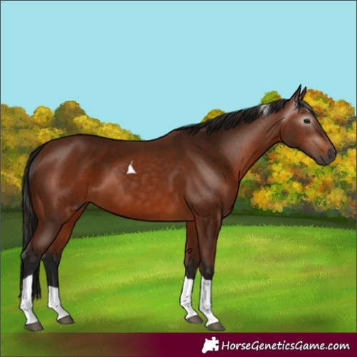 Horse Color:Gray Bay Tobiano