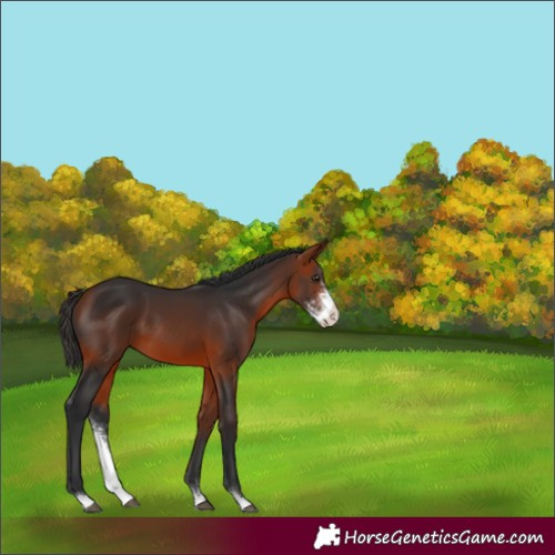 Horse Color:Bay Sabino 