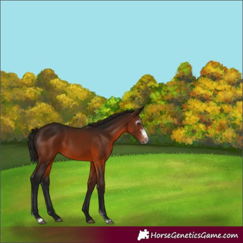 Horse Color:Gray Bay Sabino