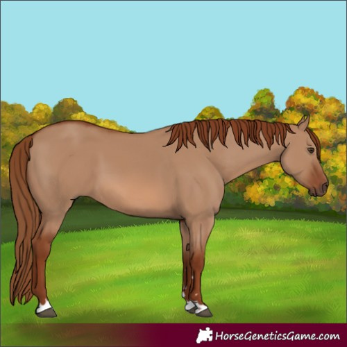 Horse Color:Red Dun 