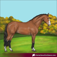 Horse Color:Bay 