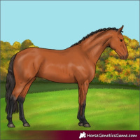 Horse Color:Bay 