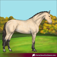 Horse Color:Buckskin Roan 