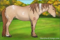 Horse Color:White Spotted Chocolate Bay Pearl Sabino