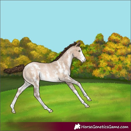 Horse Color:Brown Pearl Dun Sabino