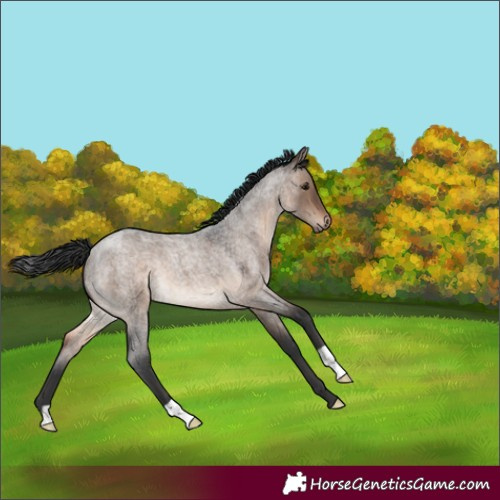 Horse Color:Brown Roan Dun 