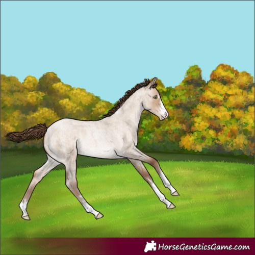 Horse Color:Brown Roan Pearl Dun 
