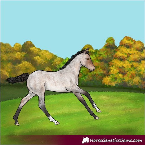 Horse Color:Brown Roan Dun 