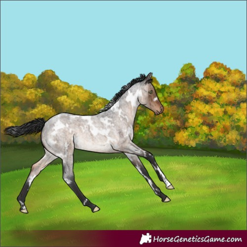 Horse Color:White Spotted Brown Roan Dun Brindle