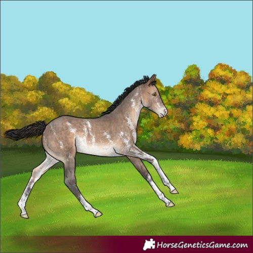 Horse Color:Brown Dun Sabino 